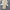 Florence Rosette Gown