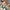 Jamie Bubble Sleeve Floral Blouse - Label Frenesi Fashion
