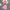 Carline Co-ord Set - Label Frenesi Fashion