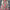 Erica Floral Dress - Label Frenesi Fashion