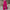 Hailey Pink Wide Pants - Label Frenesi Fashion