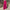 Hailey Pink Wide Pants - Label Frenesi Fashion