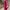 Hailey Pink Wide Pants - Label Frenesi Fashion