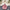 Halter Pink Top - Label Frenesi Fashion