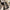 Jake Boots - Label Frenesi Fashion