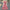 Riley Lace Dress - Label Frenesi Fashion