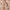 Sequin Shrug Jacket - Label Frenesi Fashion