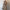 Voila Trench Coats - Label Frenesi Fashion