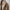 Voila Trench Coats - Label Frenesi Fashion