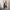 Voila Trench Coats - Label Frenesi Fashion