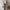 Voila Trench Coats - Label Frenesi Fashion