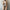 Voila Trench Coats - Label Frenesi Fashion